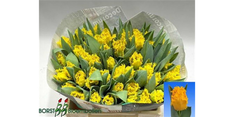 Tulips Freesias Yellow Valery 36cm A1 Col-Yellow