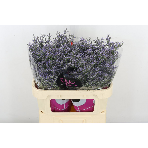 Limonium Ov Skylight 70 Green