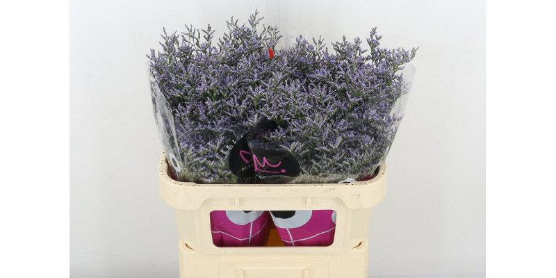 Limonium Ov Skylight 70 Green