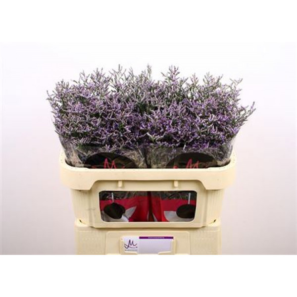 Limonium Ov Skylight 70cm A1