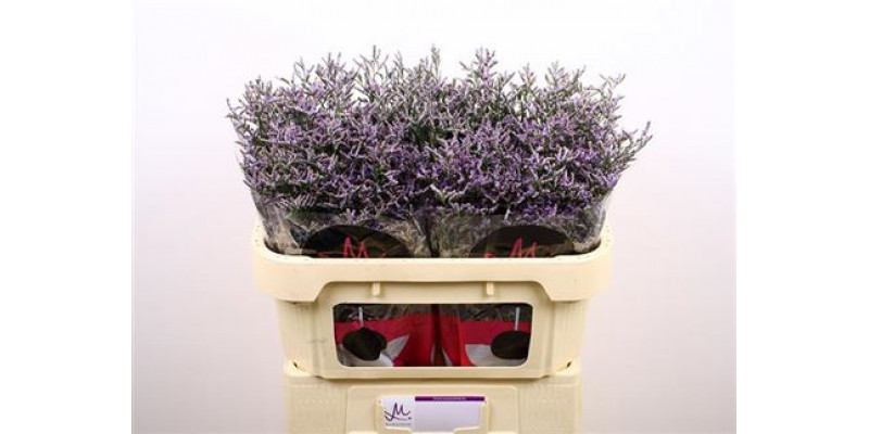 Limonium Ov Skylight 70cm A1