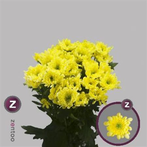 Chrysanthemums T Radost Yellow 70cm A1 Col-Yellow