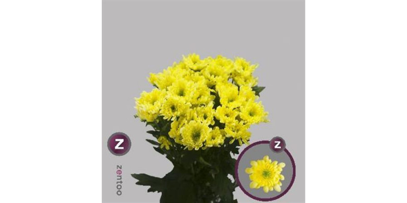 Chrysanthemums T Radost Yellow 70cm A1 Col-Yellow