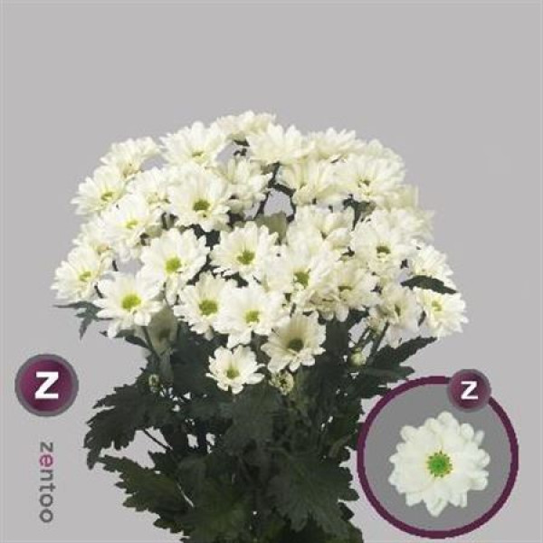 Chrysanthemums T Prosecco 70cm A1 Col-Cream