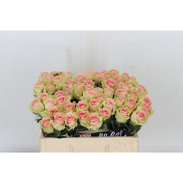 Rose Gr Top-gear 50cm A1 Col-Bicolor