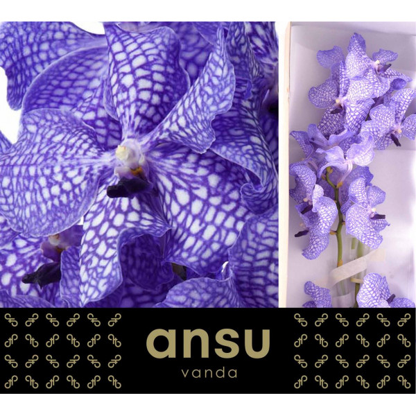 Orchid Vanda Kanchana Delft Blue 26cm A1 Col-Blue