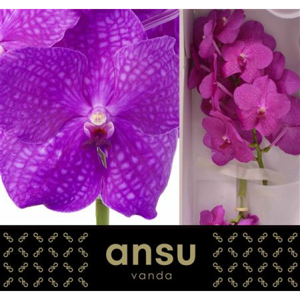 Orchid Vanda Nitaya Hot Magenta 0cm A1 Col-Cerise