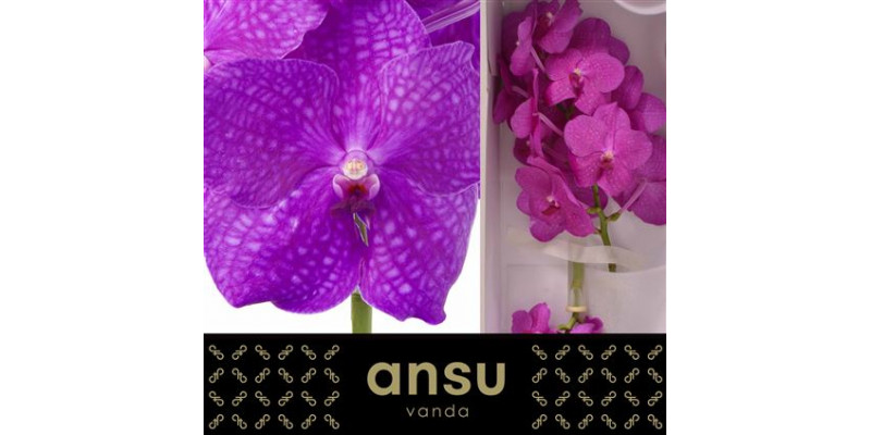 Orchid Vanda Nitaya Hot Magenta  A1