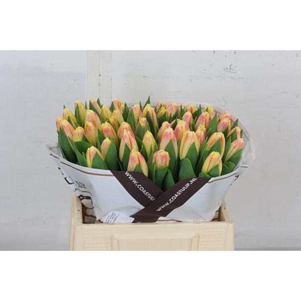 Tulips En Pleasure 38cm A1