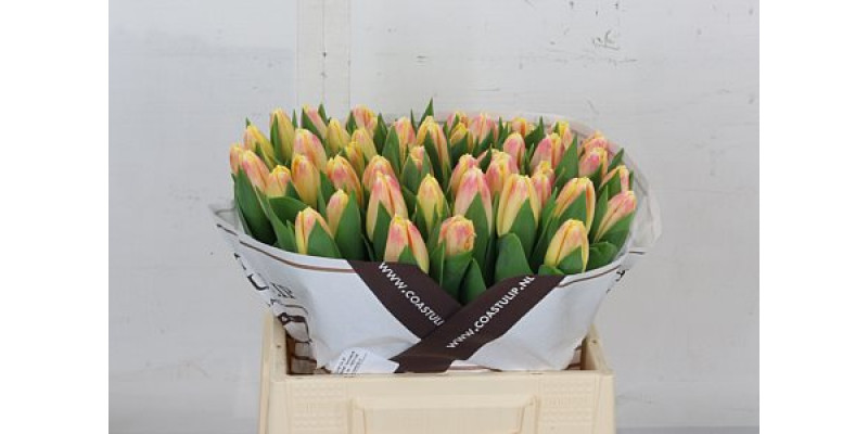 Tulips En Pleasure 38cm A1