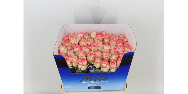 Rose Gr Jumilia Import 60cm IMP Col-White Pink