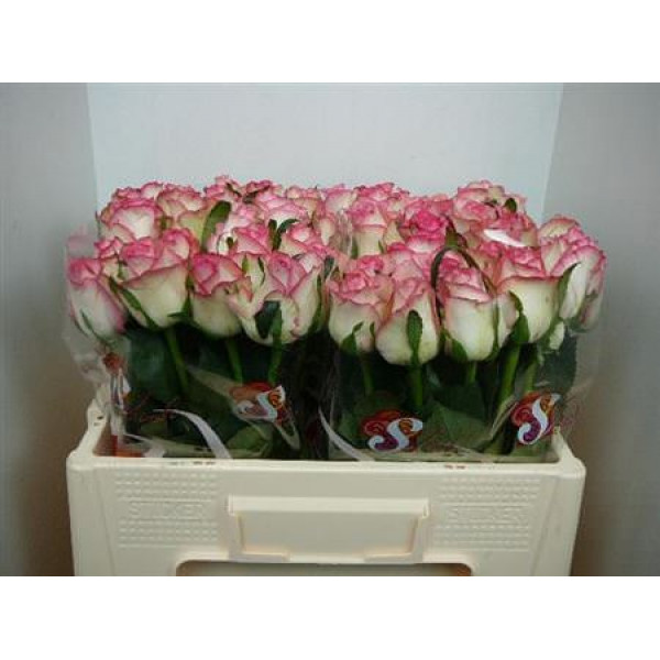 Rose Gr Jumilia Import 50cm A1 Col-White Pink