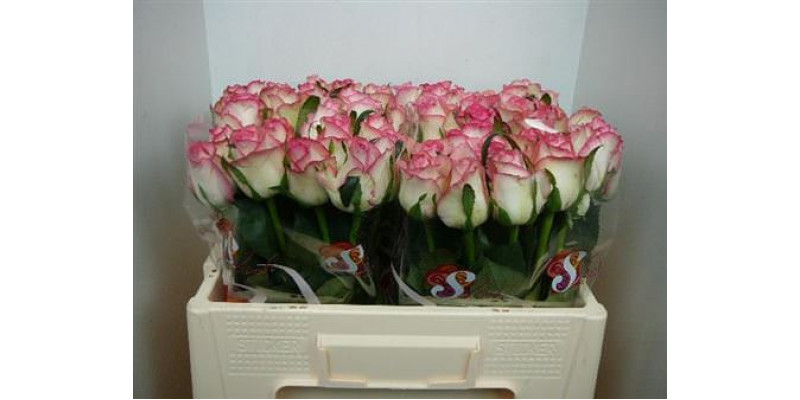 Rose Gr Jumilia Import 50cm A1 Col-White Pink