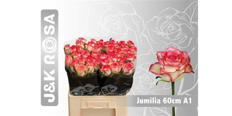 Rose Gr Jumilia Dutch Ex 60cm A1