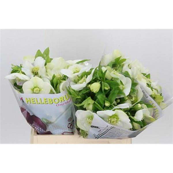 Helleb Or Q White 35cm A1 Col-White