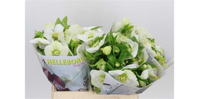 Helleb Or Q White 35cm A1 Col-White