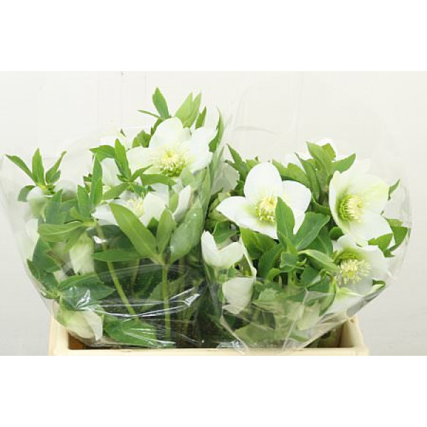 Hell Or Queens White 40 cm A1
