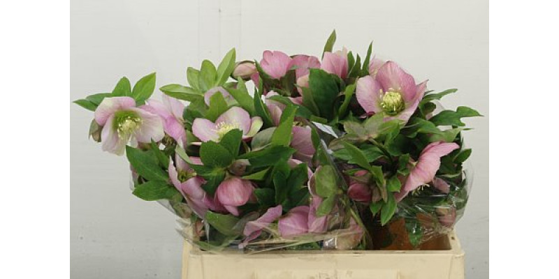 Hell Or Queens L Pin 40 cm A1