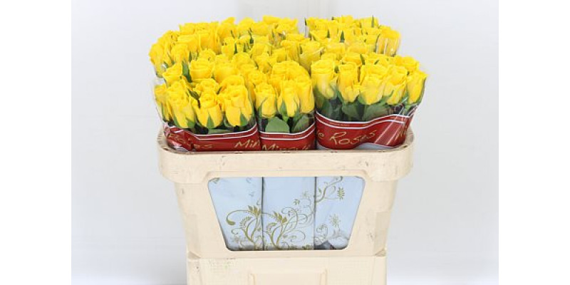 Rose Gr Moonwalk 70cm A1 Col-Yellow