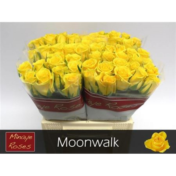 Rose Gr Moonwalk 40 A1Yellow