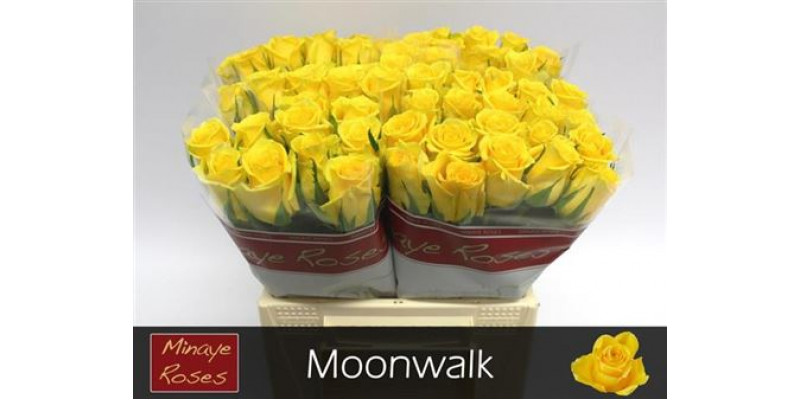 Rose Gr Moonwalk 40 A1Yellow