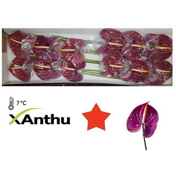 Anthurium Roxette X12 12cm 12 Col-Purple