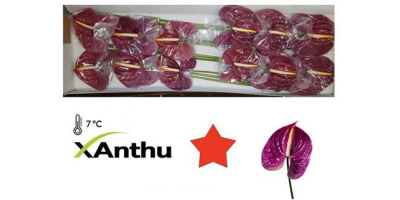 Anthurium Roxette X12 12cm 12 Col-Purple