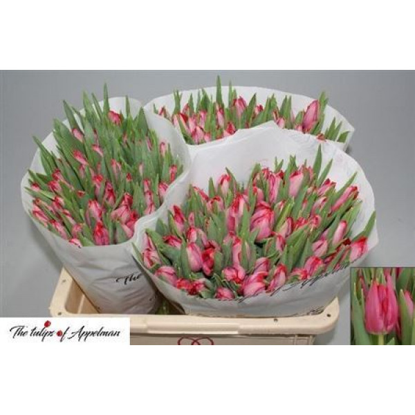 Tulips En Frontline 40cm A1