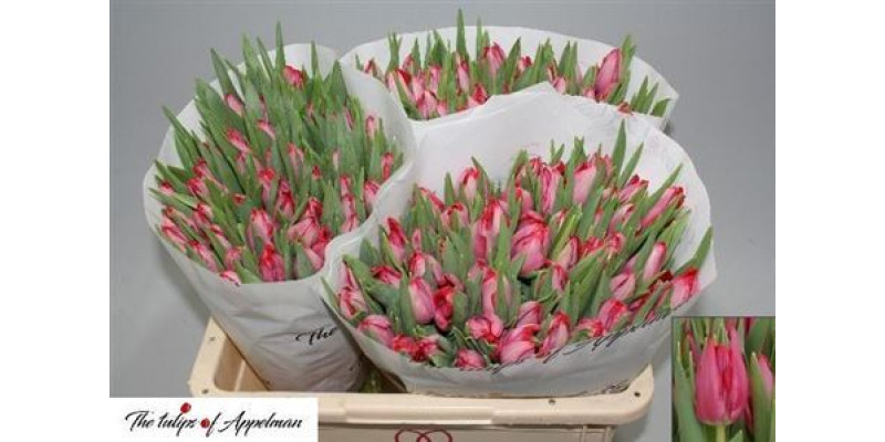 Tulips En Frontline 40cm A1