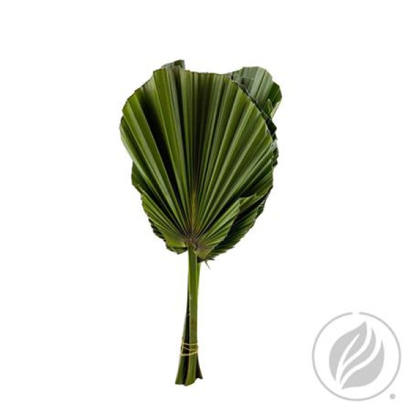 Washingtonia Cutted 50cm 50 cm A1