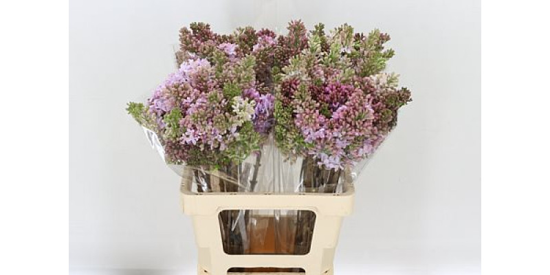 Lilac - Syringa Hy Esther Staley 2Plus 60cm A1