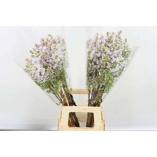Lilac - Syringa Hy Necker 4+ 80cm A1