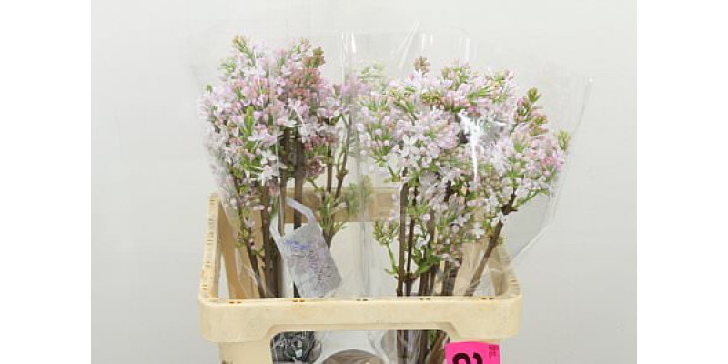 Lilac - Syringa Hy Necker 2Plus 60cm A1