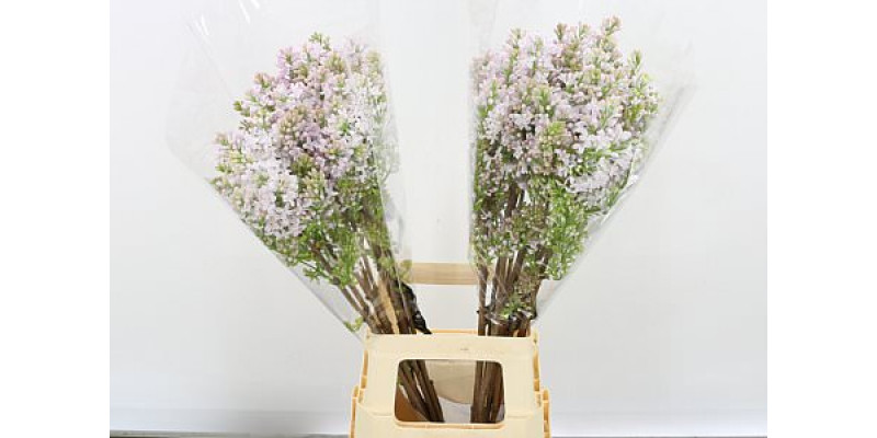 Lilac - Syringa Hy Necker 2Plus 80cm A1