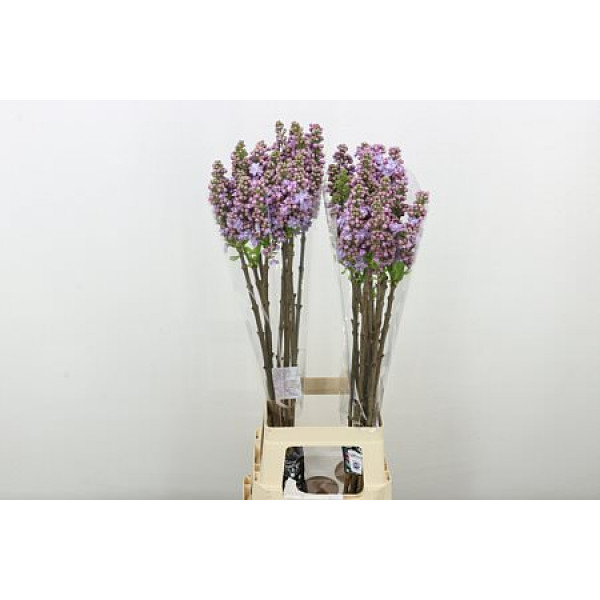 Lilac - Syringa V Michel Buchner 2Plus 90cm A1