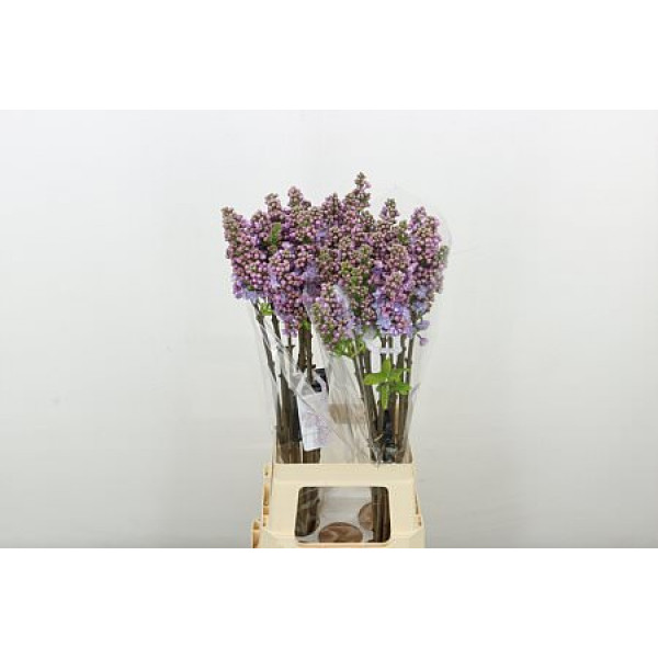 Lilac - Syringa V Michel Buchner 2Plus 80cm A1
