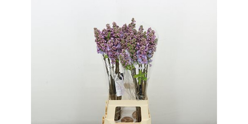 Lilac - Syringa V Michel Buchner 2Plus 80cm A1