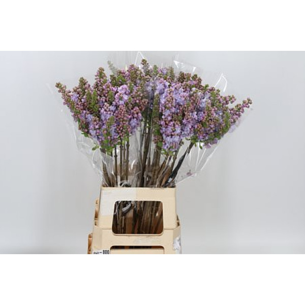 Lilac - Syringa V Michel Buchner 2Plus 70cm A1