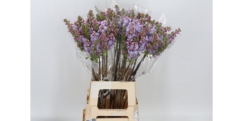 Lilac - Syringa V Michel Buchner 2Plus 70cm A1