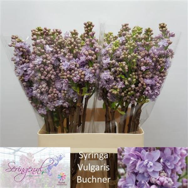 Lilac - Syringa V Michel Buchner 2Plus 60cm A1
