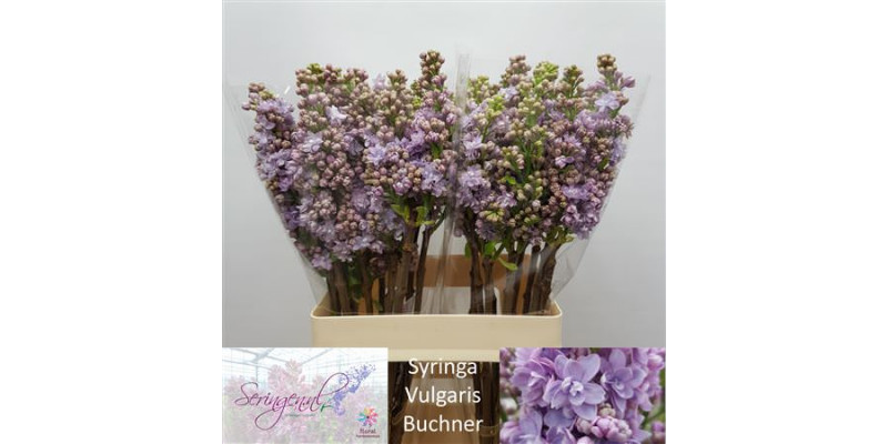 Lilac - Syringa V Michel Buchner 2Plus 60cm A1