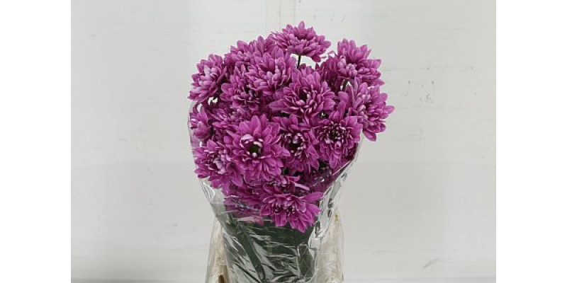 Chrysanthemums T Prada 70cm A1