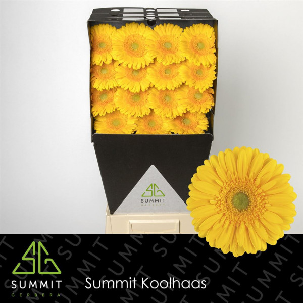 Gerbera Submarine Diamond 50cm A1 Col-Yellow