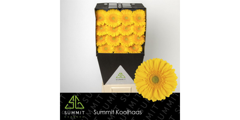 Gerbera Submarine Diamond 50cm A1 Col-Yellow