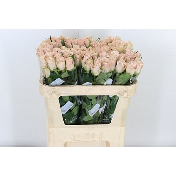 Rose Gr Menta 60cm A1