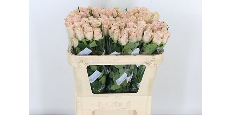 Rose Gr Menta 60cm A1