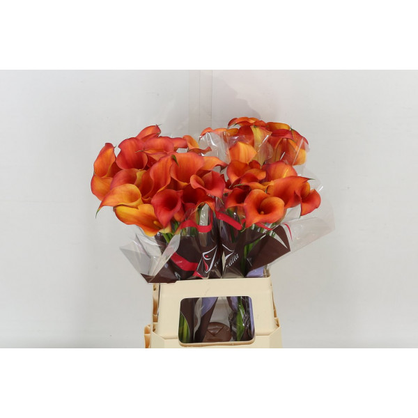 Zanthedeschias (Calla Lilly) Capt Odeon 60cm A1 Col-Orange