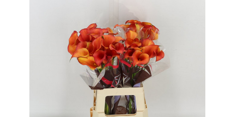 Zanthedeschias (Calla Lilly) Capt Odeon 60cm A1 Col-Orange