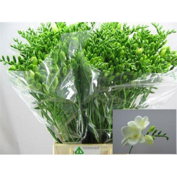 Freesias En Corvette 58cm A1