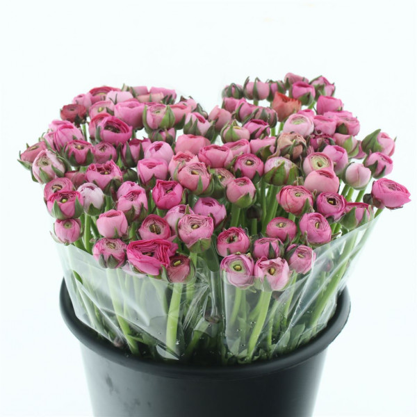 Ranunculus El Dark Pink 40cm A1